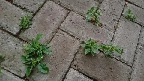 Thorny spinach Stock Photos