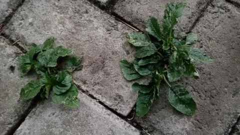 Thorny spinach Stock Photos