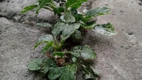 Thorny spinach Stock Photos