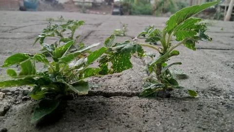 Thorny spinach Stock Photos