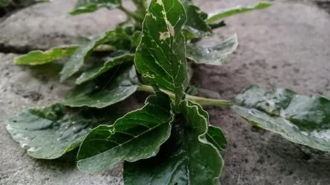 Thorny spinach Stock Photos
