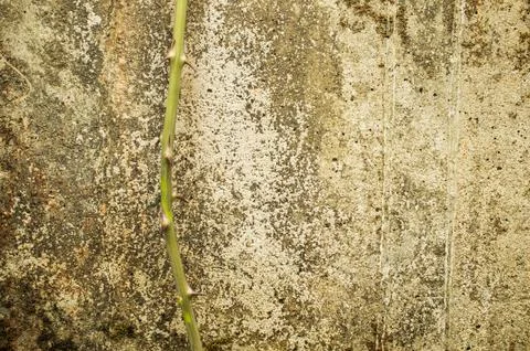 Thorny stem in a wall Stock Photos