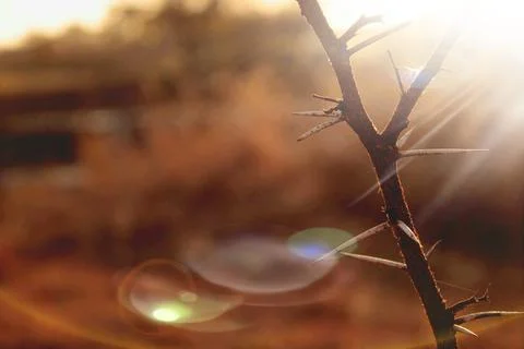 Thorny Sunset Stock Photos