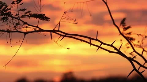 Thorny tree blows in wind at sunset near lake. Stockbeeldmateriaal 11461525