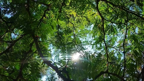 Thorny tree leaves Stock Footage 238399752