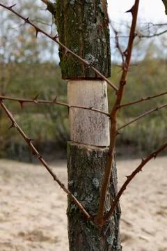A thorny tree missing a piece of bark 写真素材