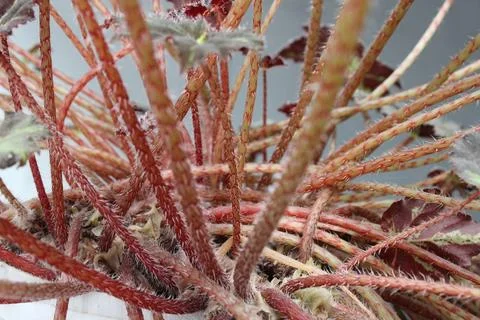 Thorny tree 写真素材
