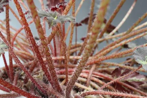 Thorny tree 写真素材