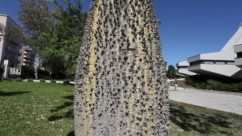 Thorny trunk Stock Footage 81149272