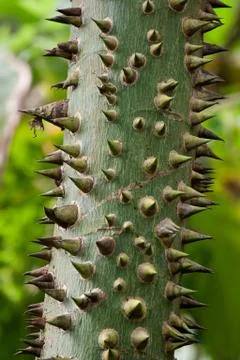 Thorny trunk Stock Photos