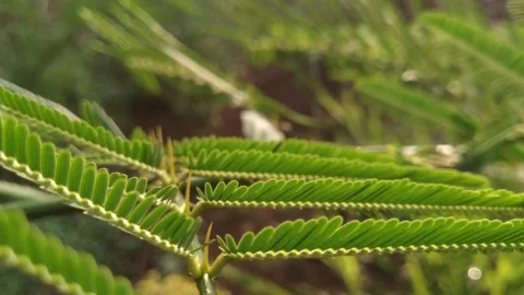 Thorny wild plants Video stock 272707751