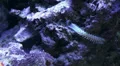 Thorny worm in coral reef aquarium HD Footage