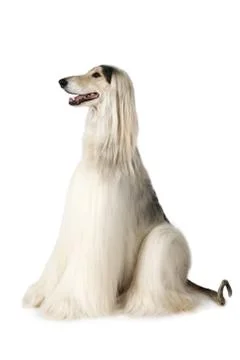 Thoroughbred Afghan hound Фото