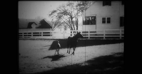 Thoroughbred and colt running in paddock Stock Footage 43391522