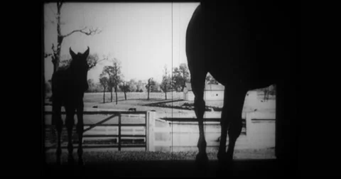 Thoroughbred and colt walking in paddock Stock Footage