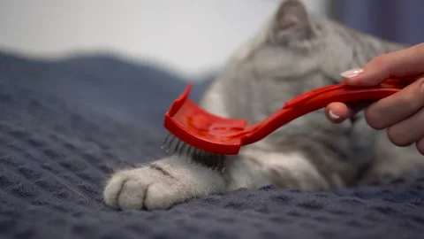A thoroughbred cat is combed out a paw. A gray British cat lies on the bed and Stock Footage 226265526