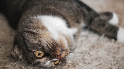Thoroughbred cat lying on the carpet head down. Stock Footage 164347213