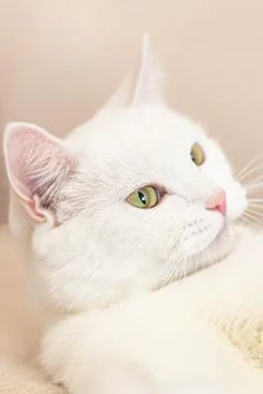 A thoroughbred cat. A white British cat. Portrait. Animal themes. Pets Stock Photos