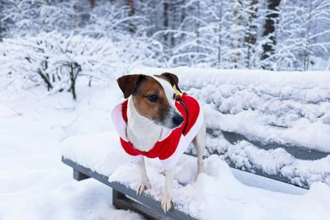 Thoroughbred dog Jack Russell Terrier. Pets. Christmas and holidays Stock Photos