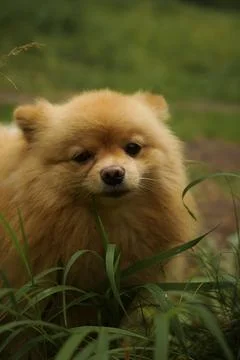 A thoroughbred German Spitz eats grass on the lawn. Sad dog. Looks into the Stock Photos