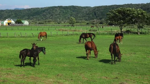 Thoroughbred in Ginza Video stock 332249195