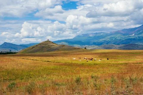 Thoroughbred herd of cows resting in the distance. Alpine cows grazing, gre.. Fotos de archivo