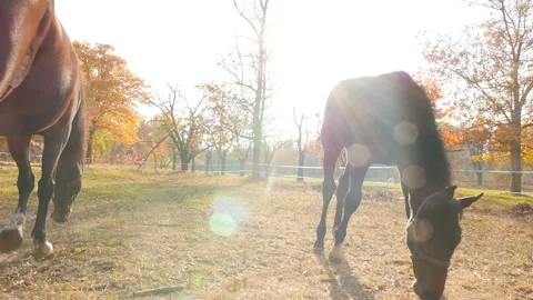 Thoroughbred horse on a background of sun rays. Graze in the pasture. Close-up Stock Footage 120255974