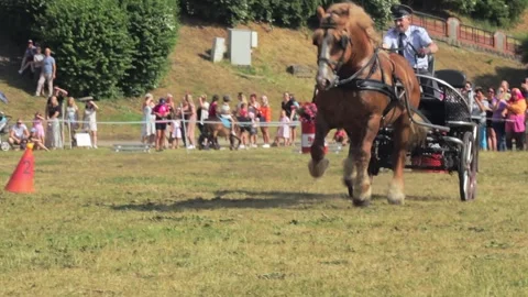 A thoroughbred horse harnessed to a cart performs at an equestrian competition Stock Footage 245113358
