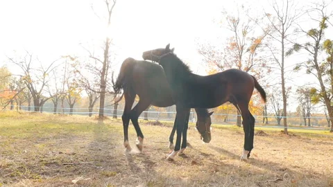 Thoroughbred horses on a background of sun rays. Slow motion Stock Footage 120256279