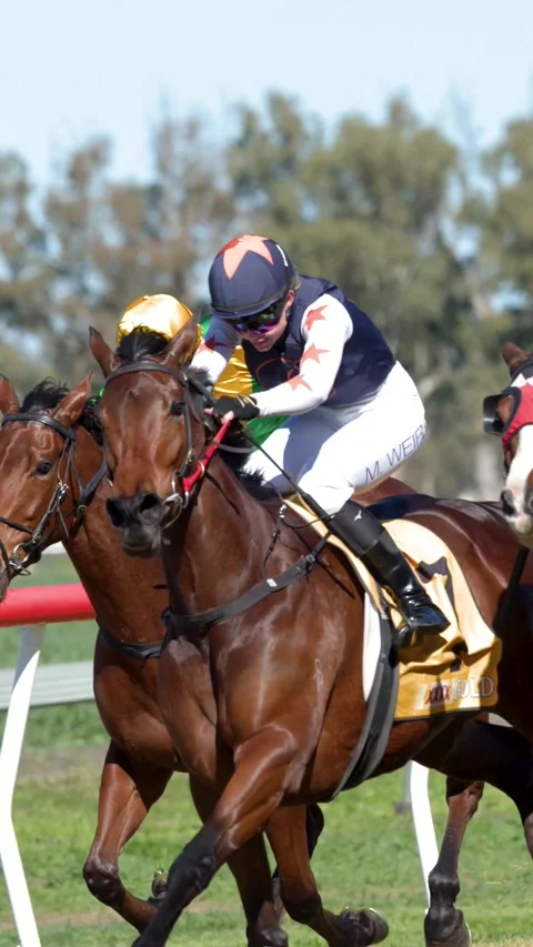 Thoroughbred Horses Galloping During Professional Race in Gunnedah Vídeo Stock 341854254