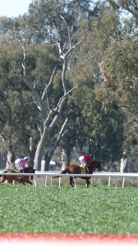 Thoroughbred Horses Galloping During Race on Rural Turf Track Stock Footage 341377037