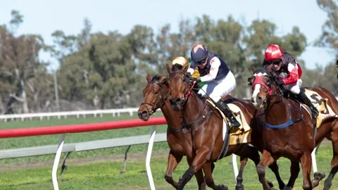 Thoroughbred Horses Galloping with Jockeys During Competitive Race Stock Footage 341536170