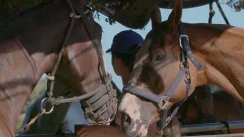 Thoroughbred horses in the stable Stock Footage 72982102