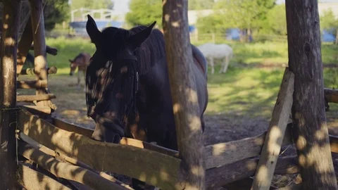 Thoroughbred horses stand in the corral at the stable on a summer evening Stock Footage 113808714