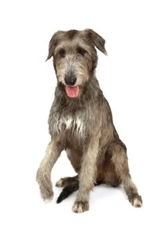Thoroughbred Irish wolfhound on white Stockfoto's