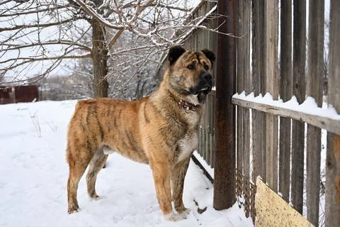 A thoroughbred middle Asian shepherd dog of brown color. An Asian dog with cr Foto stock