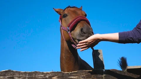 A thoroughbred, race horse, champion, eats sugar from a human hand Stock Footage 149437232