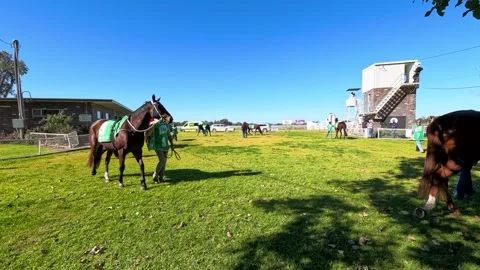 Thoroughbred Racehorses Walking in Mounting Yard at Gunnedah Jockey Club Stock Footage 341377125
