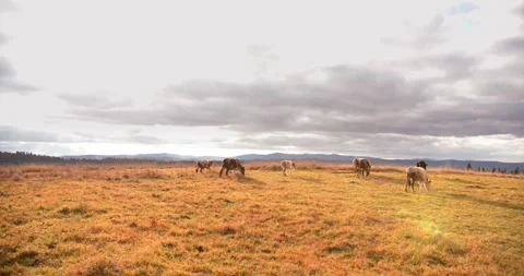 Thoroughbred red cows graze in the field under the sun's rays. Cows near the Video stock 305638129