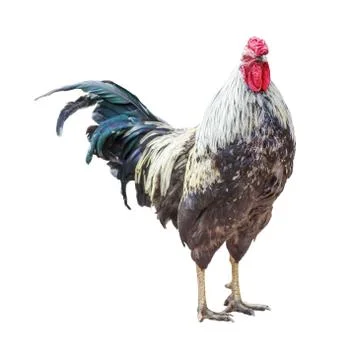 Thoroughbred rooster isolated on white background Stock Photos