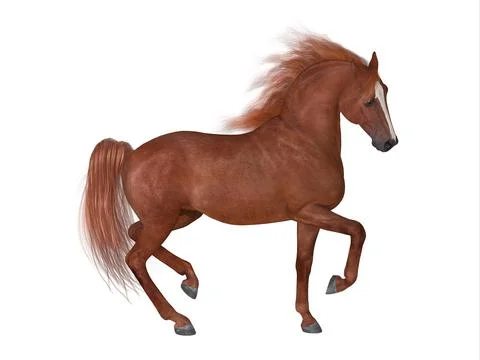Thoroughbred Stallion Stock Illustration