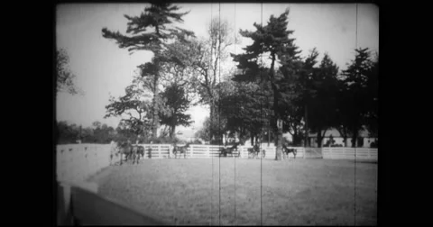 Thoroughbreds running in paddock Stock Footage 43391979