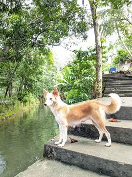 Thottipalam Stock Photos