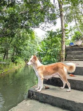 Thottipalam Stock Photos