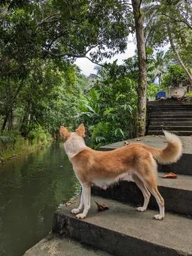 Thottipalam Stock Photos