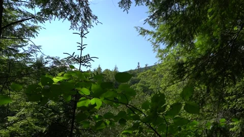 Though the trees Stockbeeldmateriaal 171342909