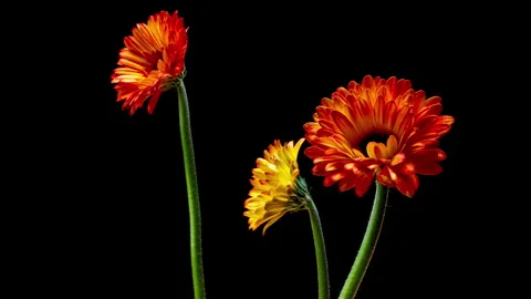 Thought-provoking studio timelapse showing three gerbera daisy flowers... Stock Footage 340199560