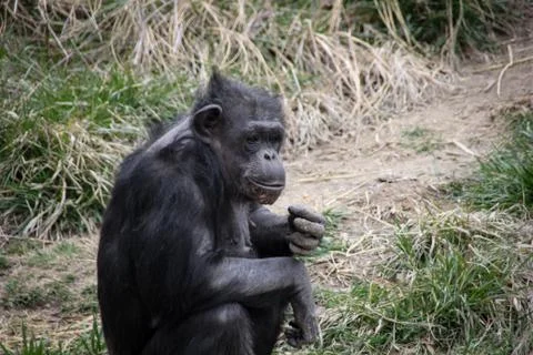 Thoughtful Ape Stock Photos