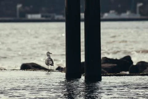 Thoughtful bird Stock Photos