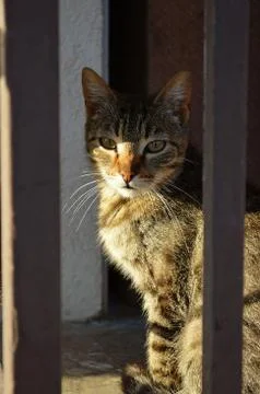 Thoughtful cat Foto stock